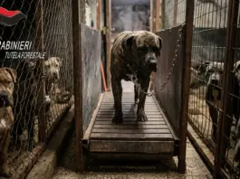 Detenidos en Italia por drogar perros para peleas a muerte
