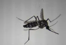 Virus Shamonda: qué se sabe del primer caso humano en Francia