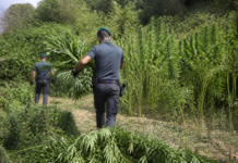 La Guardia di Finanza arrasa 19 cultivos de cannabis en Calabria