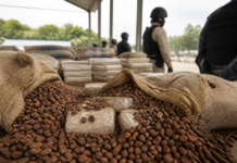 El cacao ocultaba 295 kilos de cocaína rumbo a España