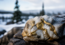Gold Runner halla 79,85 g/t de oro en Canadá y va a más