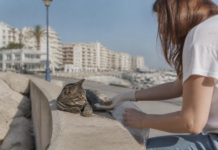 Torrevieja recibe 12.000 euros para esterilizar gatos comunitarios