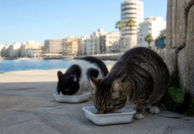 Torrevieja recibe 12.000 euros para esterilizar gatos comunitarios