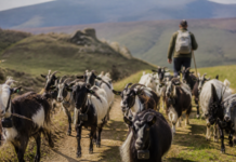 Digitanimal: así siguieron la trashumancia 48 cabras guisandesas