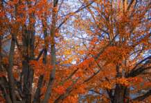 Fall foliage tracker para acertar con el mejor paisaje Fall foliage tracker para acertar con el mejor paisaje image