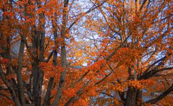 Fall foliage tracker para acertar con el mejor paisaje image