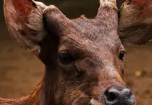 Montaña rusa en Six Flags: qué pasó y qué se sabe Montaña rusa en Six Flags: qué pasó y qué se sabe image