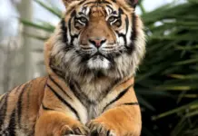 Tigre mata a un hombre tras entrar en su recinto Tigre mata a un hombre tras entrar en su recinto image
