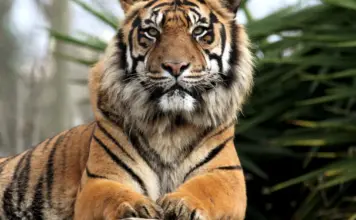 Tigre mata a un hombre tras entrar en su recinto image